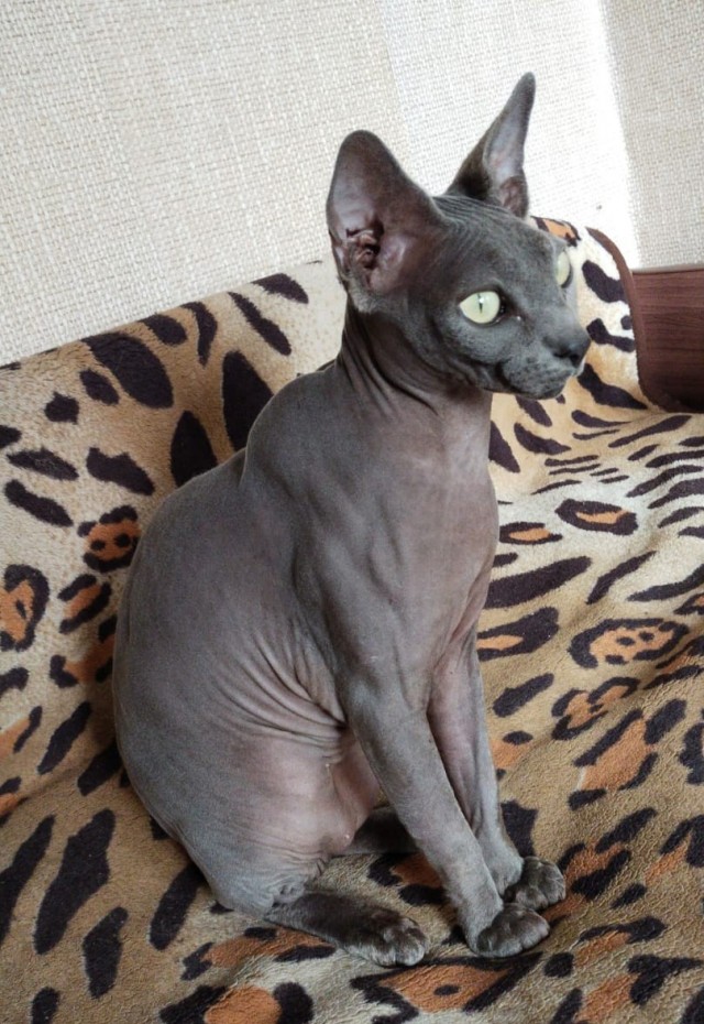 Котовторник