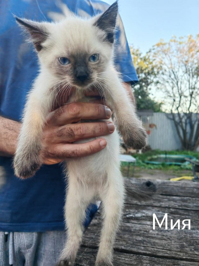 Жизнь домашнего приюта "Котоленд" 512