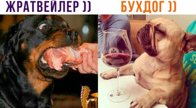 Так выглядит «шалайка» или «шабака»
