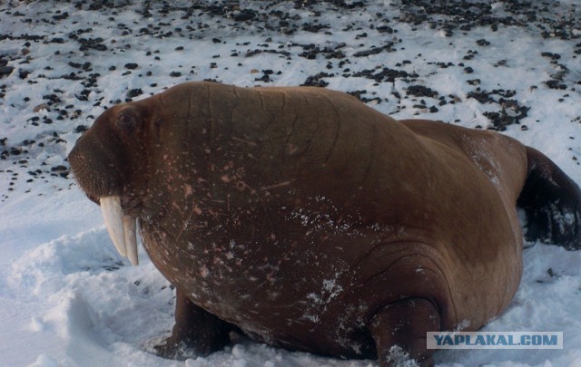 Cтанция Валькаркай