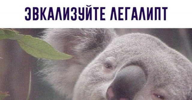 Как взвесить детёныша коалы