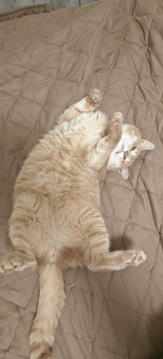 Котонадзор