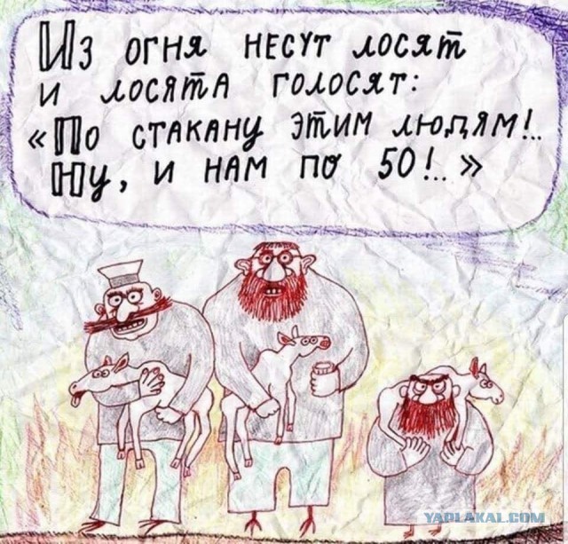 Коала узнала человека, спасшего её от лесного пожара