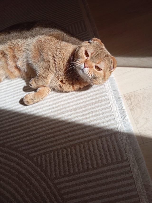 Котовторник 29.09.2026