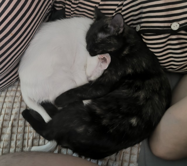 Котовторник 29.09.2026