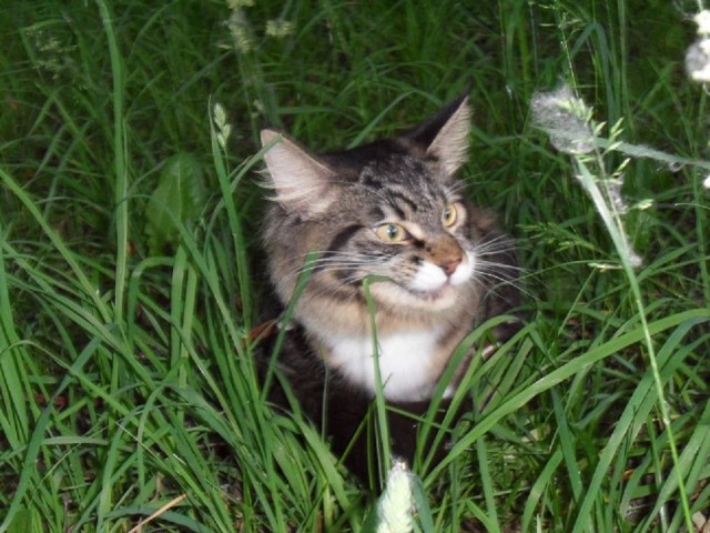 Котовторник   27.08.2013