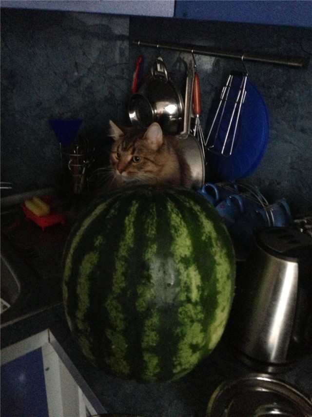 Кот и кукуруза