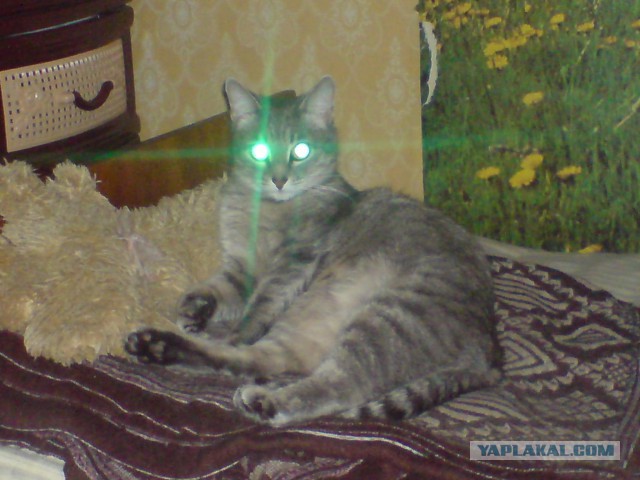 Котовторник 22.10.2013
