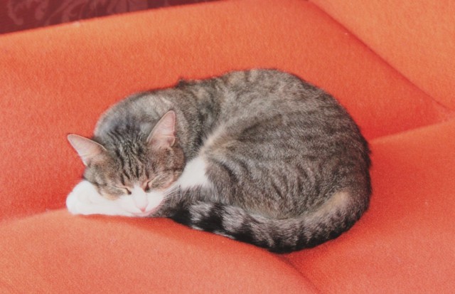 Котовторник  05.11.2013