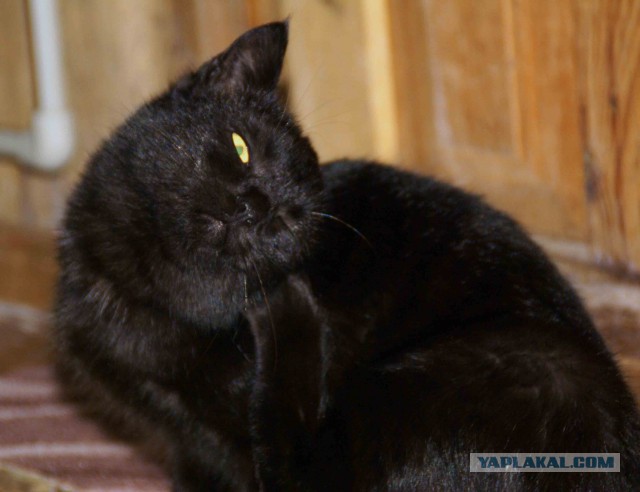 Котовторник  28.01.14