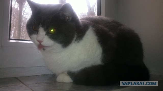 Котовторник 04.03.2014