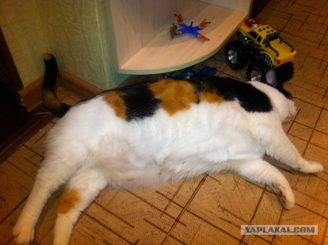 С Котовторником!