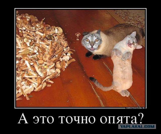 Немного позитива на пятницу