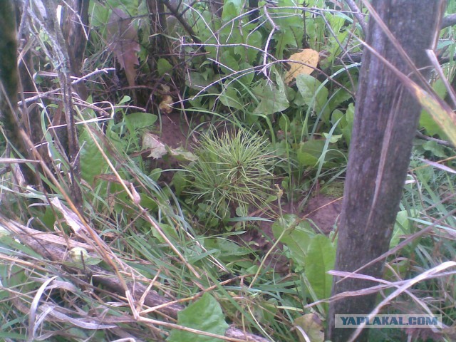 Мои грибочки...