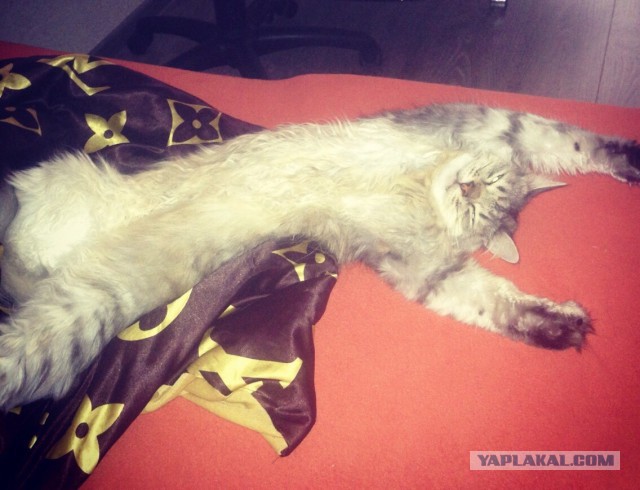 Котовторник 7.10.2014