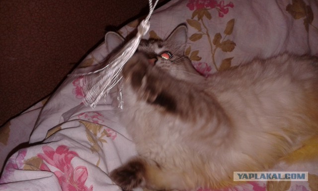 Котовторник 27.01.2015