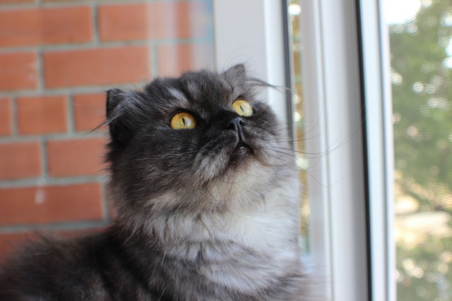 Котовторник 09.06.2015