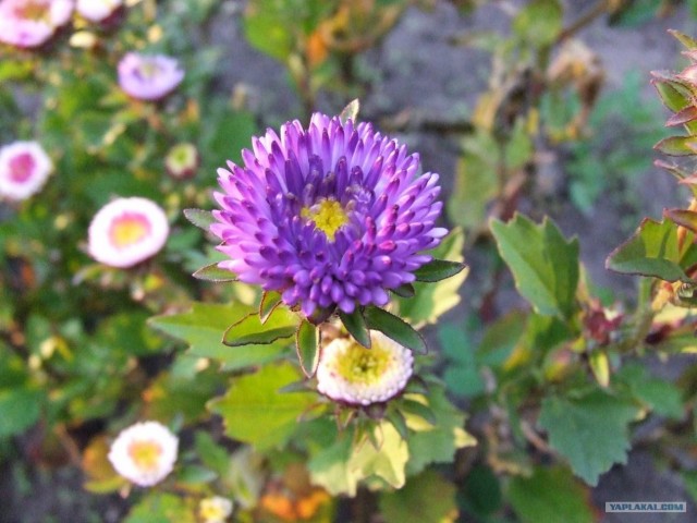 Золотая осень