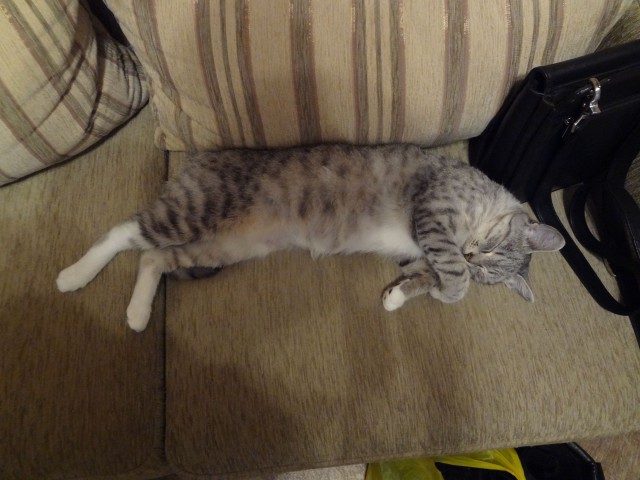 Котовторник