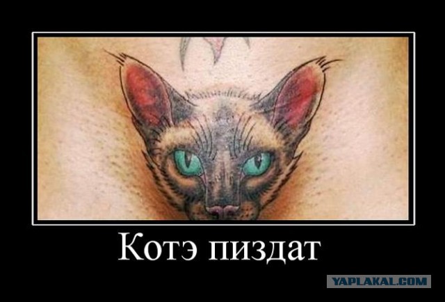 Прикольные коты