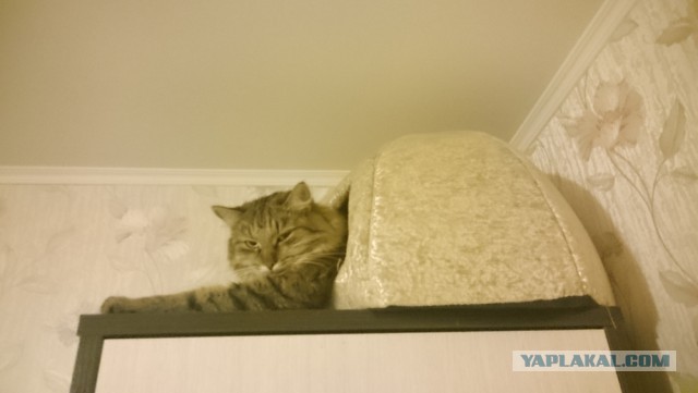 Котовторник 15-09-2015 !
