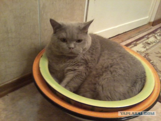Котовторник наступил!:)