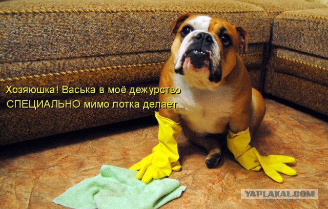 Собаки против котов