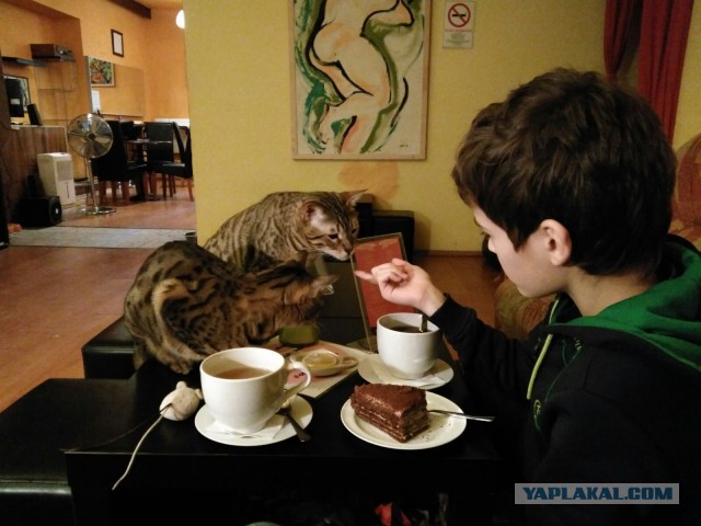 Котовторник 17.11.2015