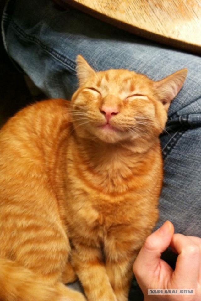 Котовторник