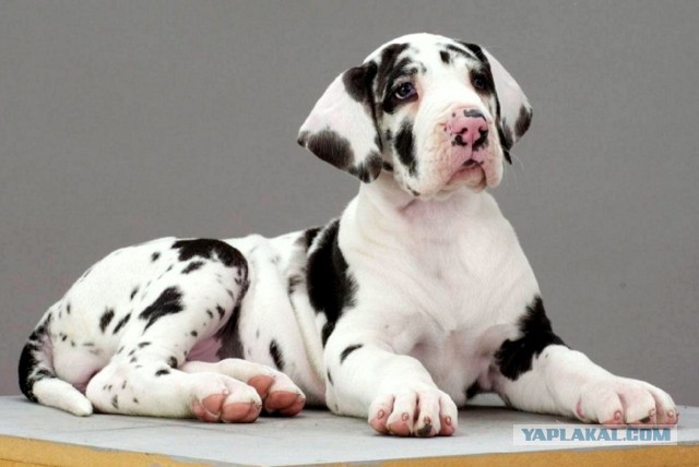 Собакочетверг