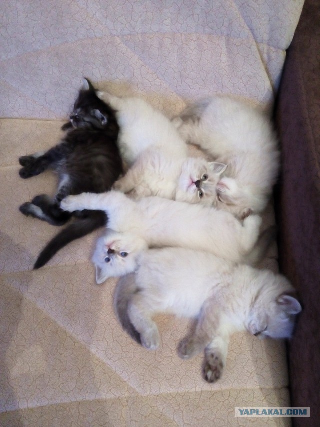 Котовторник 26.01.2016