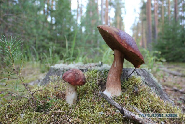 Славянская Душа