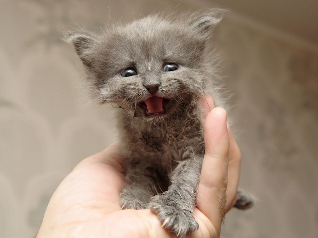 Коты, кошки, котята