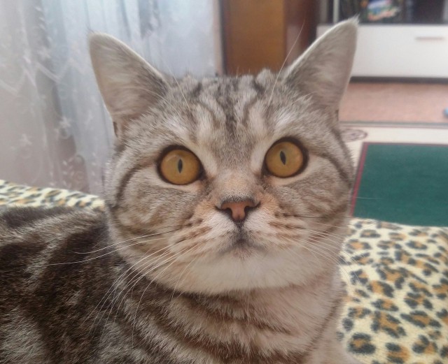 Котовторник 19.04.2016