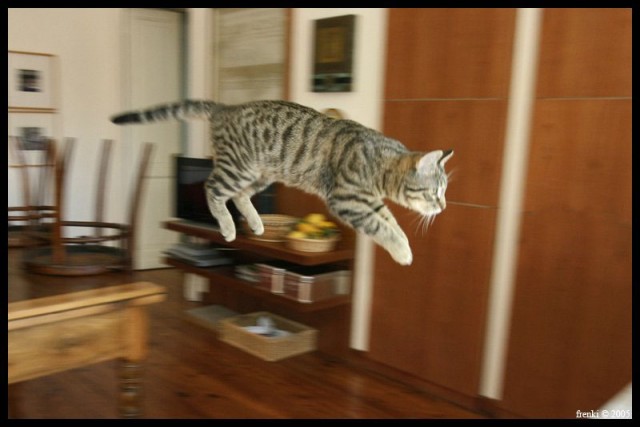 Летающий котовторник на ЯПлакалъ! (38 котов)