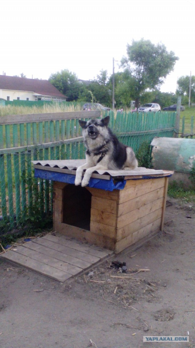 Счастливые собаки, которых только что забрали из приюта