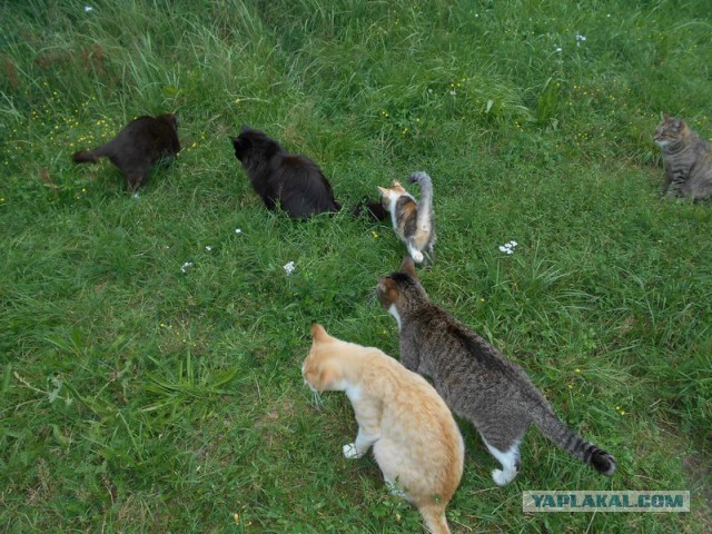 Жизнь домашнего приюта для котеек 126