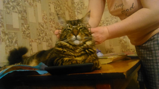 Котовторник 13.12.2016