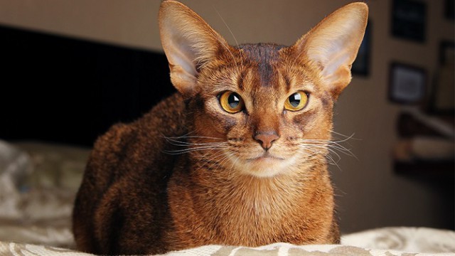 Коты из сети