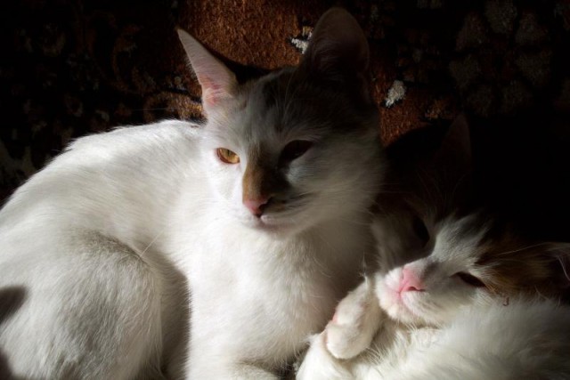 Коты из сети