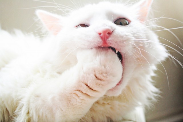 Коты и Кошки