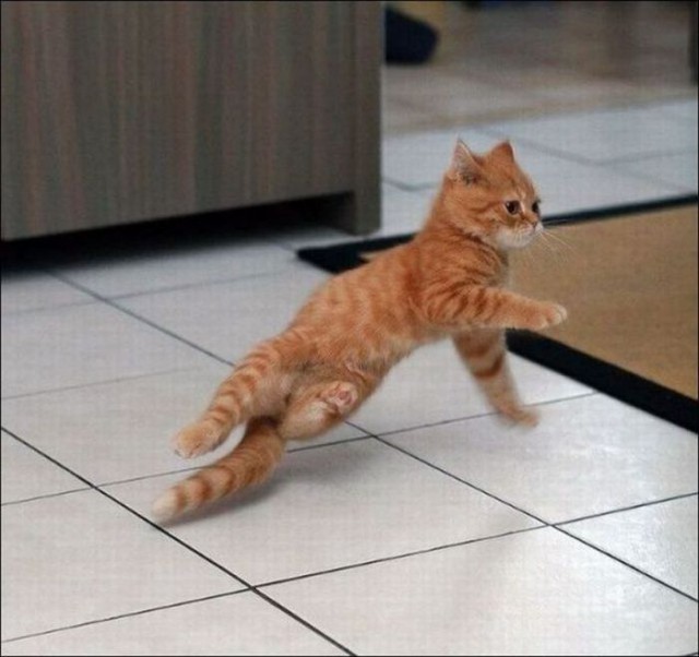 Коты и Кошки