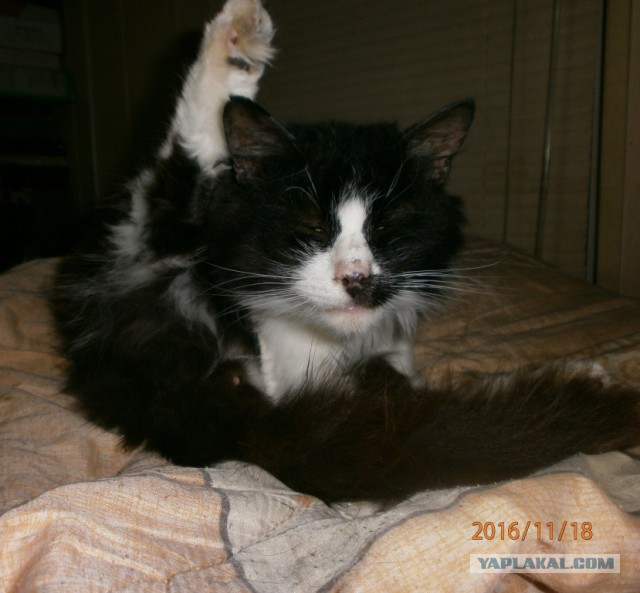 Котовторник!