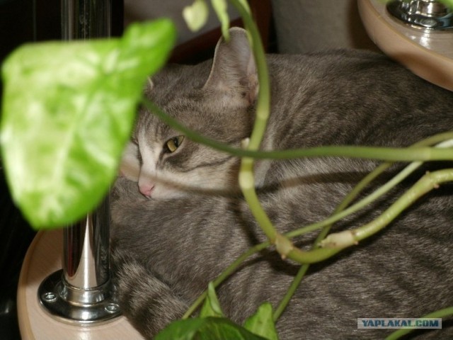 Кошкино счастье.