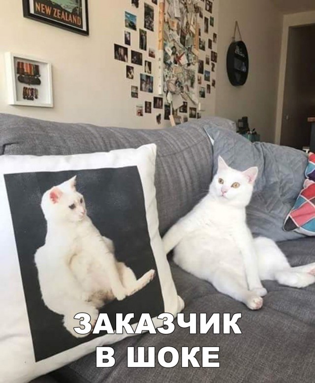 Прикольных котов пост
