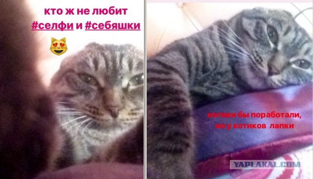 Неадекватные коты