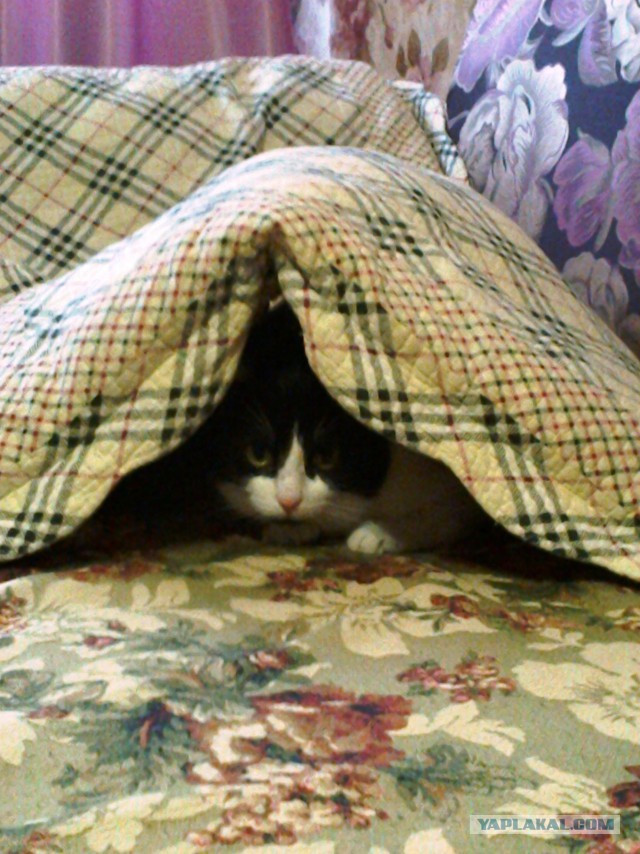 Котовторник  12.06.2018