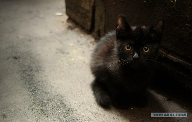 Уррааа! Котовторник на ЯПлакалъ!
