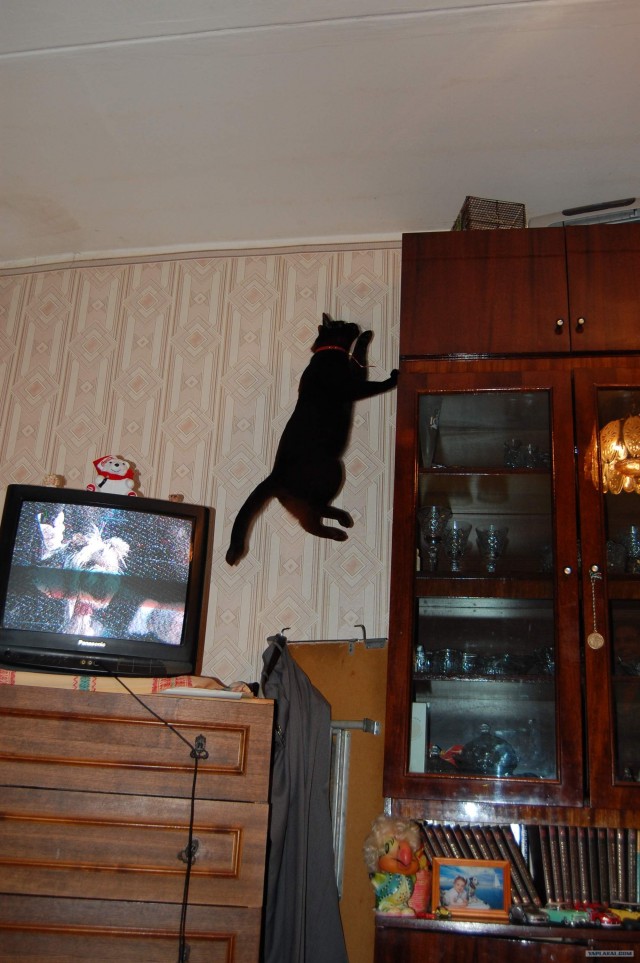 А как же котовторник?