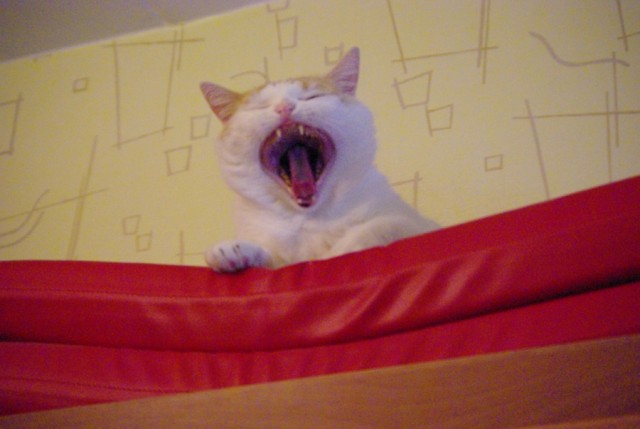 Котовторник: начало